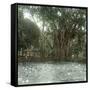 Bogo (Island of Java, Indonesia), Ficus Elastica, "Rubber" in the Victoria Regia Botanical Garden-Leon, Levy et Fils-Framed Stretched Canvas