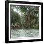 Bogo (Island of Java, Indonesia), Ficus Elastica, "Rubber" in the Victoria Regia Botanical Garden-Leon, Levy et Fils-Framed Photographic Print