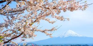 Sakura Blossom, Japan-Bogomyako-Mounted Photographic Print