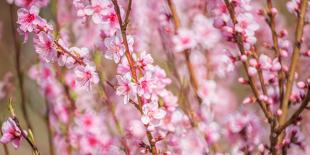Sakura Blossom, Japan-Bogomyako-Stretched Canvas