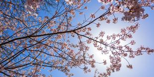 Sakura Blossom, Japan-Bogomyako-Photographic Print