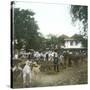 Bogor (Island of Java, Indonesia), the Horse Market, around 1900-Leon, Levy et Fils-Stretched Canvas