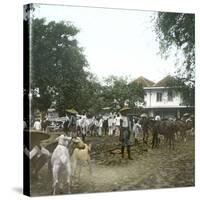 Bogor (Island of Java, Indonesia), the Horse Market, around 1900-Leon, Levy et Fils-Stretched Canvas