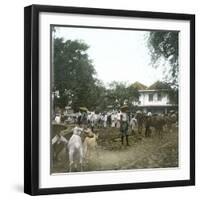 Bogor (Island of Java, Indonesia), the Horse Market, around 1900-Leon, Levy et Fils-Framed Premium Photographic Print