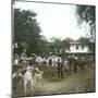Bogor (Island of Java, Indonesia), the Horse Market, around 1900-Leon, Levy et Fils-Mounted Premium Photographic Print