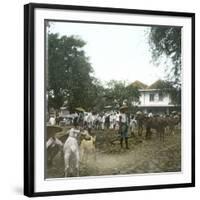 Bogor (Island of Java, Indonesia), the Horse Market, around 1900-Leon, Levy et Fils-Framed Photographic Print