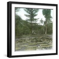 Bogor (Island of Java, Indonesia), the Victoria Regia Botanical Garden, around 1900-Leon, Levy et Fils-Framed Photographic Print