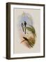 Bogota Train-Bearer, Lesbia Gouldi-John Gould-Framed Giclee Print