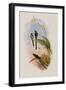 Bogota Train-Bearer, Lesbia Gouldi-John Gould-Framed Giclee Print