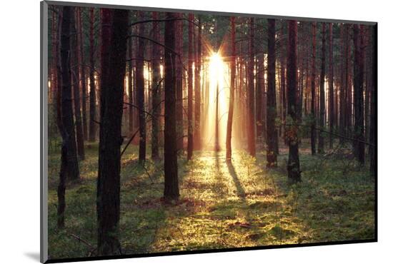 Photographic Print, , large