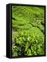 Boh Tea Plantation, Cameron Highlands, Malaysia, Southeast Asia, Asia-Matthew Williams-Ellis-Framed Stretched Canvas