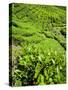 Boh Tea Plantation, Cameron Highlands, Malaysia, Southeast Asia, Asia-Matthew Williams-Ellis-Stretched Canvas