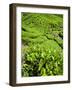 Boh Tea Plantation, Cameron Highlands, Malaysia, Southeast Asia, Asia-Matthew Williams-Ellis-Framed Photographic Print