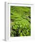 Boh Tea Plantation, Cameron Highlands, Malaysia, Southeast Asia, Asia-Matthew Williams-Ellis-Framed Photographic Print