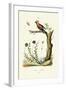 Bohemian Waxwing, 1833-39-null-Framed Giclee Print