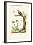 Bohemian Waxwing, 1833-39-null-Framed Giclee Print