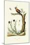 Bohemian Waxwing, 1833-39-null-Mounted Giclee Print