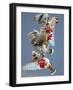 Bohemian Waxwings (Bombycilla Garrulus) Feeding On Berries, Uto Finland October-Markus Varesvuo-Framed Photographic Print