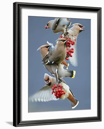 Bohemian Waxwings (Bombycilla Garrulus) Feeding On Berries, Uto Finland October-Markus Varesvuo-Framed Photographic Print