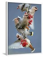 Bohemian Waxwings (Bombycilla Garrulus) Feeding On Berries, Uto Finland October-Markus Varesvuo-Framed Photographic Print