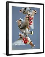 Bohemian Waxwings (Bombycilla Garrulus) Feeding On Berries, Uto Finland October-Markus Varesvuo-Framed Photographic Print