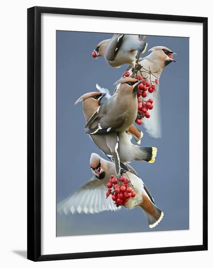 Bohemian Waxwings (Bombycilla Garrulus) Feeding On Berries, Uto Finland October-Markus Varesvuo-Framed Photographic Print