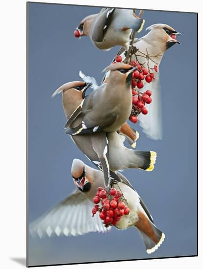 Bohemian Waxwings (Bombycilla Garrulus) Feeding On Berries, Uto Finland October-Markus Varesvuo-Mounted Photographic Print