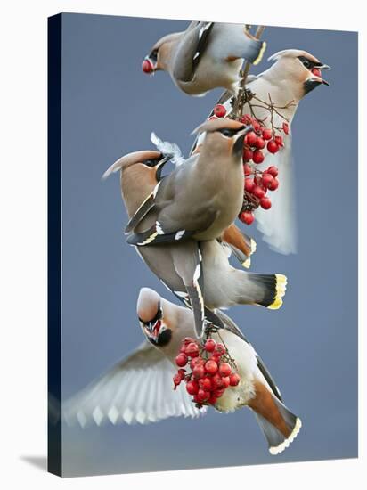 Bohemian Waxwings (Bombycilla Garrulus) Feeding On Berries, Uto Finland October-Markus Varesvuo-Stretched Canvas