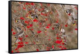 Bohemian Waxwings Feeding on Mountain Ash Berries, Montana, USA-Chuck Haney-Framed Stretched Canvas