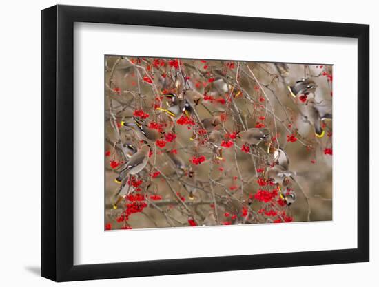 Bohemian Waxwings Feeding on Mountain Ash Berries, Montana, USA-Chuck Haney-Framed Photographic Print