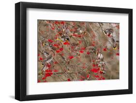 Bohemian Waxwings Feeding on Mountain Ash Berries, Montana, USA-Chuck Haney-Framed Photographic Print