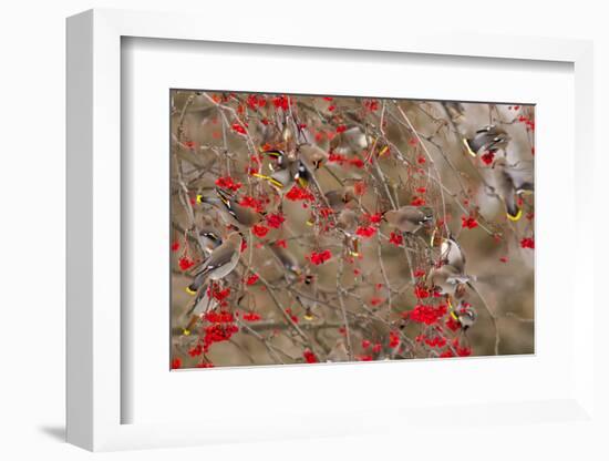 Bohemian Waxwings Feeding on Mountain Ash Berries, Montana, USA-Chuck Haney-Framed Photographic Print