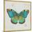 Bohemian Wings Butterfly VA-Daphne Brissonnet-Mounted Art Print
