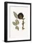 Boho Bird of Paradise Leaves I-Yuyu Pont-Framed Art Print