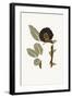 Boho Bird of Paradise Leaves I-Yuyu Pont-Framed Art Print