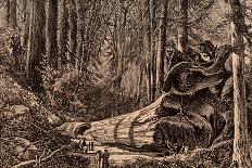 Mammoth Tree 'The Father of The Forest'-Bohuslav Kroupa-Giclee Print