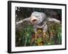 Boi Bumba Carnival, Parintins, Tupinambarana Island, Amazon, Brazil, South America-Richardson Rolf-Framed Photographic Print