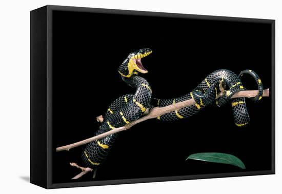 Boiga Dendrophila Melanota (Mangrove Snake)-Paul Starosta-Framed Stretched Canvas