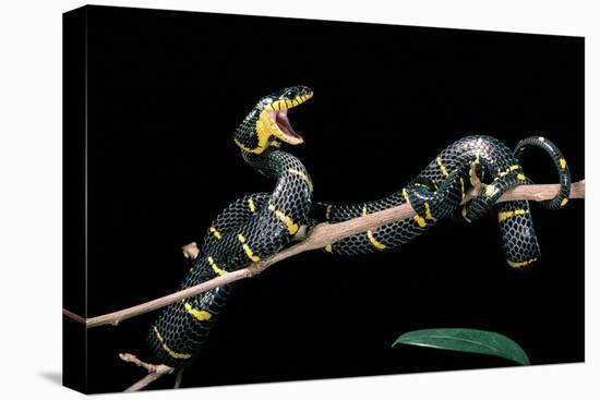 Boiga Dendrophila Melanota (Mangrove Snake)-Paul Starosta-Stretched Canvas