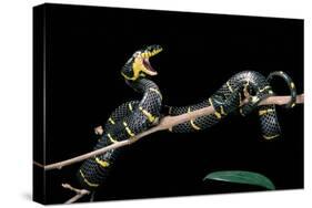 Boiga Dendrophila Melanota (Mangrove Snake)-Paul Starosta-Stretched Canvas