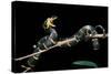 Boiga Dendrophila Melanota (Mangrove Snake)-Paul Starosta-Stretched Canvas