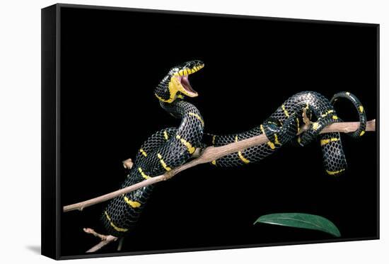 Boiga Dendrophila Melanota (Mangrove Snake)-Paul Starosta-Framed Stretched Canvas