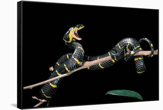 Boiga Dendrophila Melanota (Mangrove Snake)-Paul Starosta-Framed Stretched Canvas