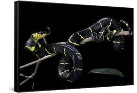 Boiga Dendrophila Melanota (Mangrove Snake)-Paul Starosta-Framed Stretched Canvas