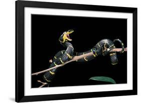 Boiga Dendrophila Melanota (Mangrove Snake)-Paul Starosta-Framed Photographic Print