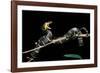 Boiga Dendrophila Melanota (Mangrove Snake)-Paul Starosta-Framed Photographic Print