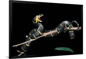 Boiga Dendrophila Melanota (Mangrove Snake)-Paul Starosta-Framed Photographic Print