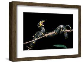 Boiga Dendrophila Melanota (Mangrove Snake)-Paul Starosta-Framed Photographic Print