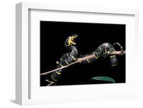 Boiga Dendrophila Melanota (Mangrove Snake)-Paul Starosta-Framed Photographic Print