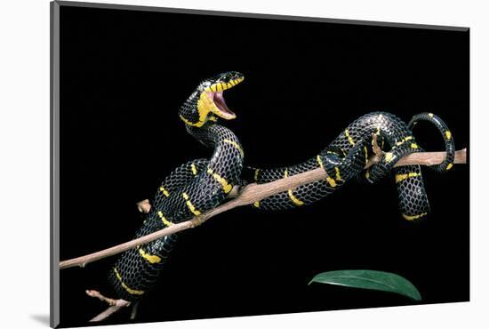 Boiga Dendrophila Melanota (Mangrove Snake)-Paul Starosta-Mounted Photographic Print
